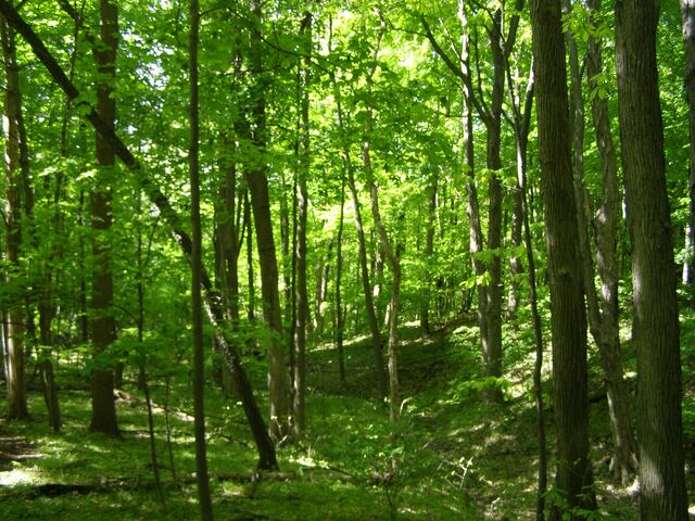 Runo leśne