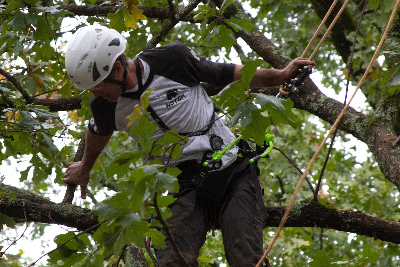 Arborysta w koronie drzewa