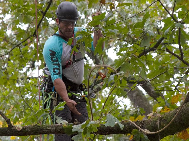 Arborysta na linie